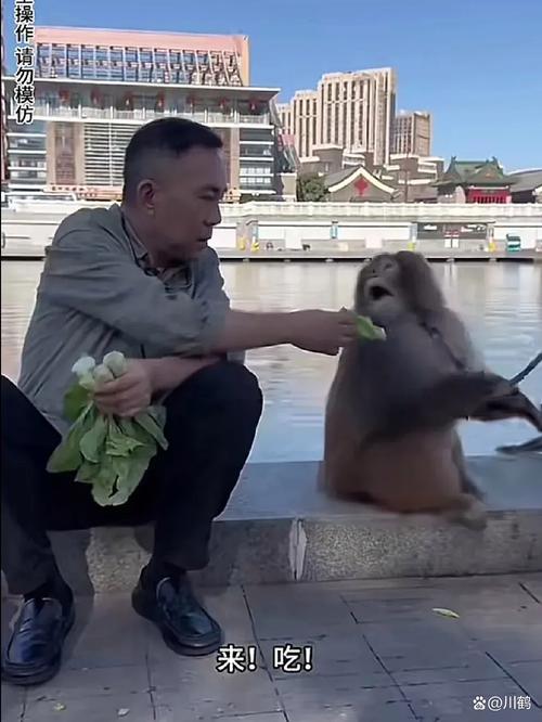 49图库下载-49图库港澳正版下载和车钥匙逗猴被猴抢走与猴子车钥匙