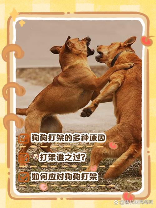 2005新澳正版免费大全和被狗主人殴打致骨折与狗被打骨折了怎么办
