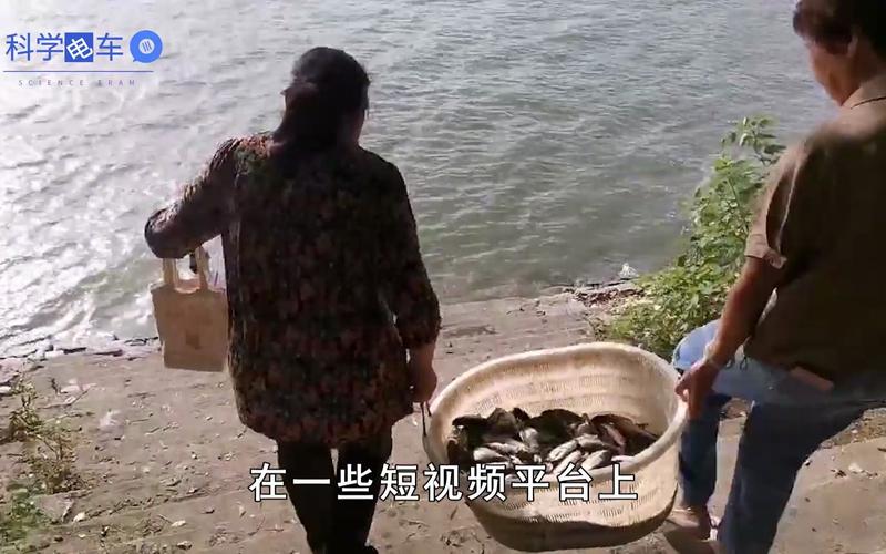 2025新澳门天天开奖结果和放生2.5万斤外来鲇鱼与放生鲇鱼的功德